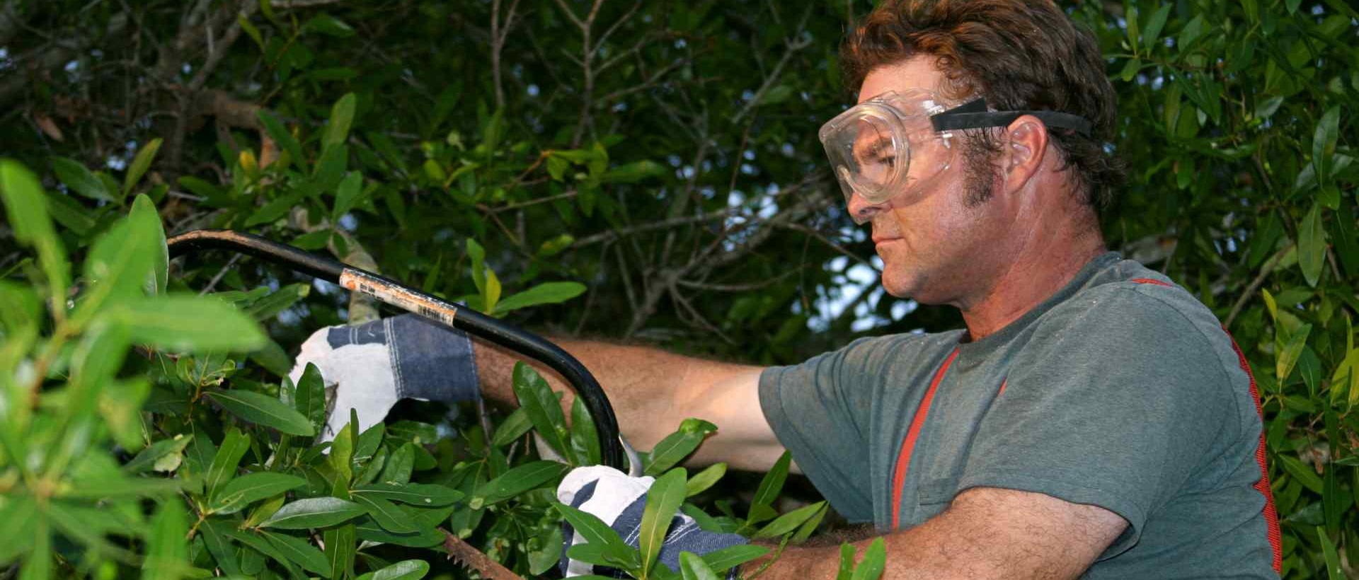 garden clearance N20